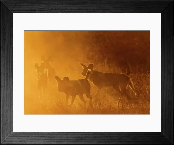 Framed Print : Wild Dog (Lycaon pictus). Hoedspruit Conservation Centre Framed Print : Wild Dog (Lycaon pictus). Hoedspruit Conservation Centre