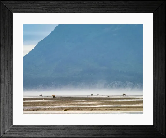 Framed Print : Alaska Chasing Salmon Coastal Brown Bears (Ursus Arctos Horribilis) Framed Print : Alaska Chasing Salmon Coastal Brown Bears (Ursus Arctos Horribilis)