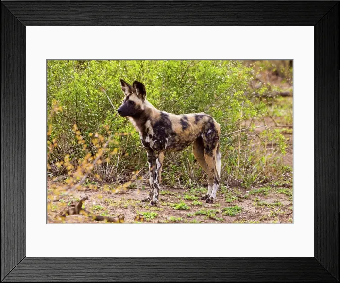 Framed Print : Wild Dog (Lycaon pictus). Hluhluwe iMfolozi Park Framed Print : Wild Dog (Lycaon pictus). Hluhluwe iMfolozi Park