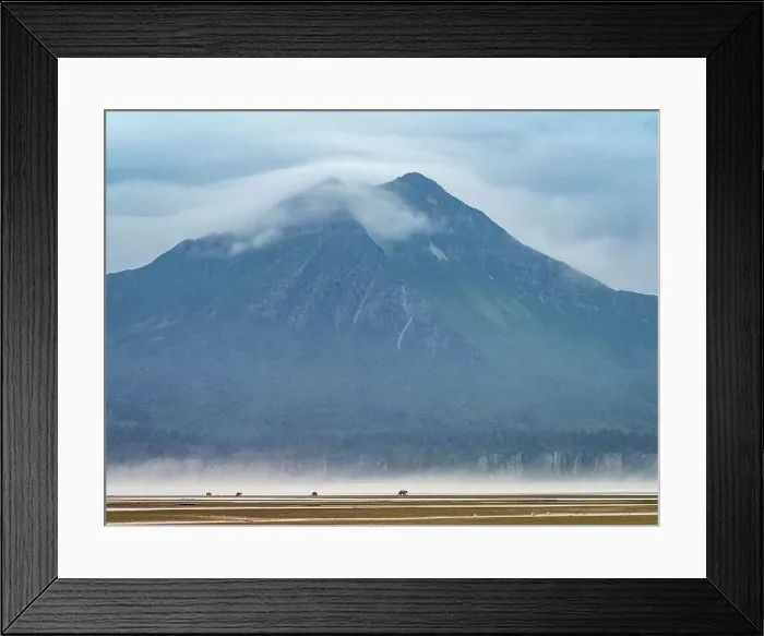 Framed Print : Alaska Chasing Salmon Coastal Brown Bears (Ursus Arctos Horribilis) Framed Print : Alaska Chasing Salmon Coastal Brown Bears (Ursus Arctos Horribilis)