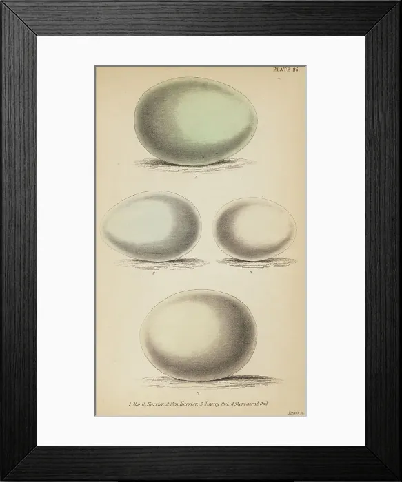 Framed Print : 1835 Antique Art Biology Bird Birds Classification Framed Print : 1835 Antique Art Biology Bird Birds Classification