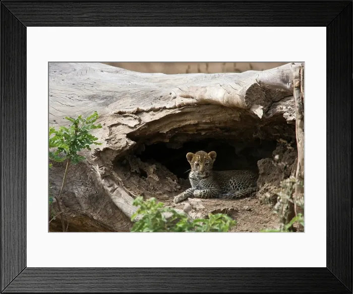 Framed Print : Leopard Panthera Pardus} cub. Lower Zambezi National Park Framed Print : Leopard Panthera Pardus} cub. Lower Zambezi National Park