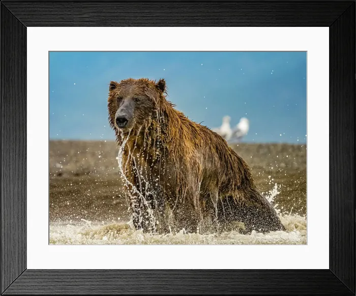 Framed Print : Alaska Chasing Salmon Coastal Brown Bears (Ursus Arctos Horribilis)