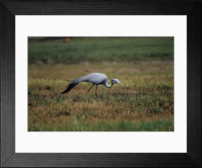 Framed Print : Blue Crane at wetland near Balgowan