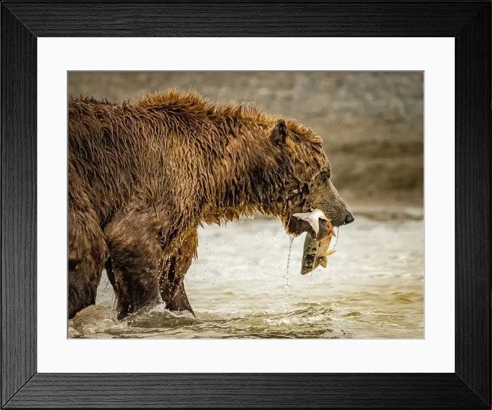 Framed Print : Alaska Chasing Salmon Coastal Brown Bears (Ursus Arctos Horribilis) Framed Print : Alaska Chasing Salmon Coastal Brown Bears (Ursus Arctos Horribilis)