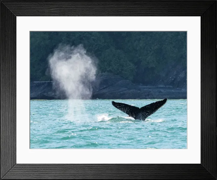 Framed Print : Alaska Glacier Bay Humpback Whale (Megaptera Novaeangliae) Framed Print : Alaska Glacier Bay Humpback Whale (Megaptera Novaeangliae)