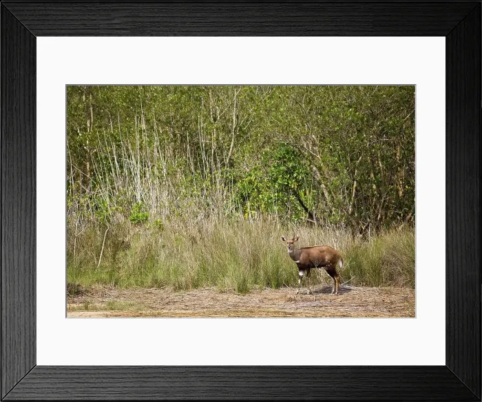 Framed Print : Bushbuck (Tragelaphus scriptus) Framed Print : Bushbuck (Tragelaphus scriptus)