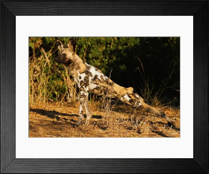 Framed Print : Wild Dog (Lycaon pictus) stretching Framed Print : Wild Dog (Lycaon pictus) stretching
