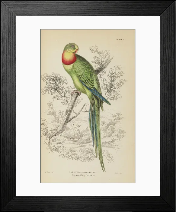 Framed Print : 1835 Antique Art Biology Bird Birds Classification