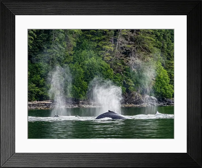 Framed Print : Alaska Fingers Humpback Whale (Megaptera Novaeangliae) Framed Print : Alaska Fingers Humpback Whale (Megaptera Novaeangliae)