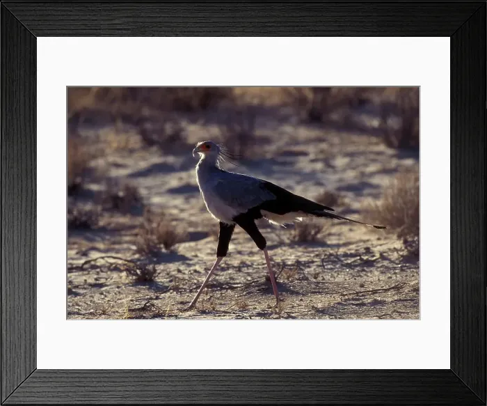 Framed Print : Secretarybird. (Sagittarius serpentarius)