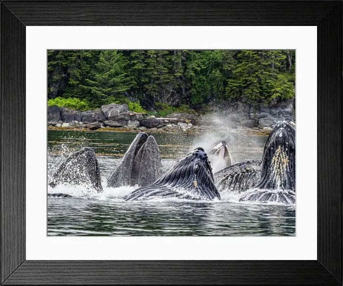Framed Print : Alaska Fingers Humpback Whale (Megaptera Novaeangliae)