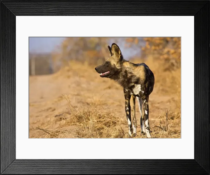 Framed Print : Wild Dog (Lycaon pictus). Hoedspruit Conservation Centre Framed Print : Wild Dog (Lycaon pictus). Hoedspruit Conservation Centre