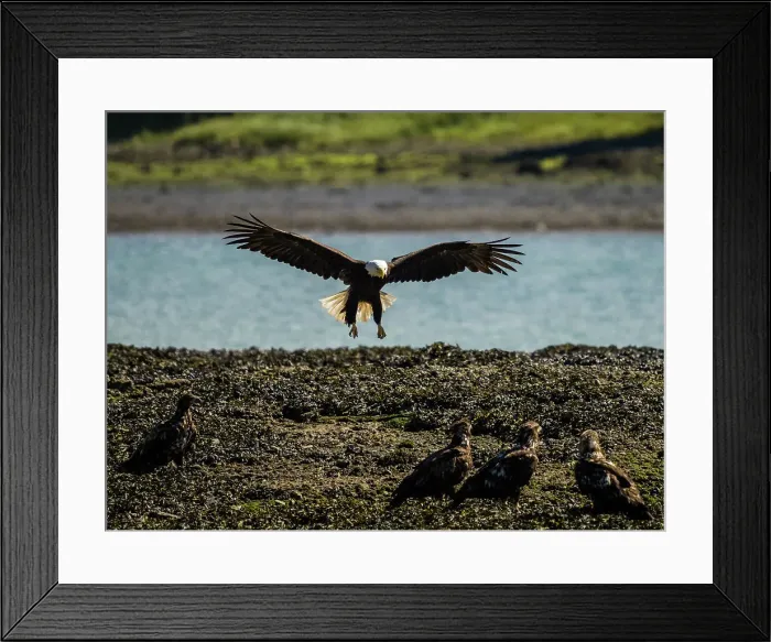 Framed Print : Alaska Alaska'a Inside Passage Alaska'a Inside Passage Juneau