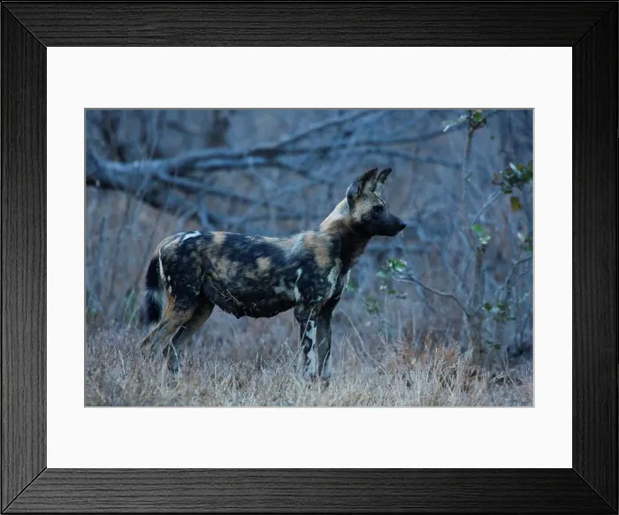 Framed Print : Wild Dog Lycaon Pictus}. Manyeleti Game Reserve Framed Print : Wild Dog Lycaon Pictus}. Manyeleti Game Reserve