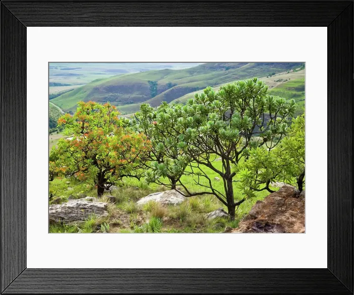 Framed Print : Common Protea or Sugarbush (Protea caffra) (left) and the Silver Protea or Sugarbush (Protea roupelliae) (right) Framed Print : Common Protea or Sugarbush (Protea caffra) (left) and the Silver Protea or Sugarbush (Protea roupelliae) (right)