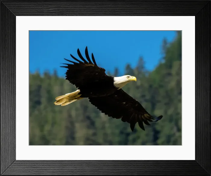 Framed Print : Alaska Alaska'a Inside Passage Alaska'a Inside Passage Juneau