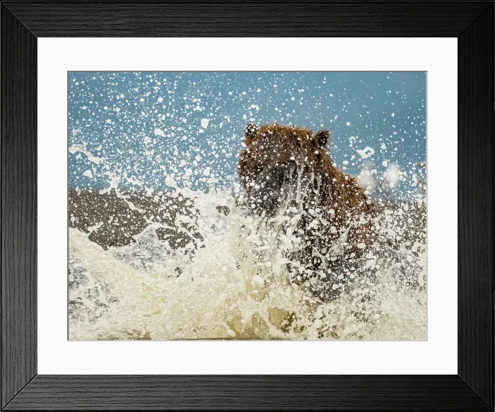 Framed Print : Alaska Chasing Salmon Coastal Brown Bears (Ursus Arctos Horribilis) Framed Print : Alaska Chasing Salmon Coastal Brown Bears (Ursus Arctos Horribilis)