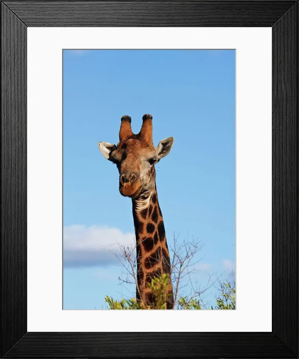 Framed Print : Giraffe Giraffa Camelopardalis} Framed Print : Giraffe Giraffa Camelopardalis}