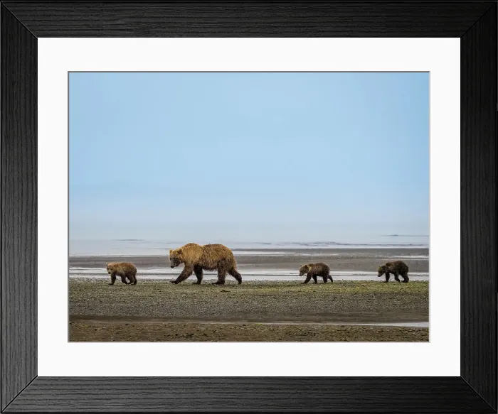 Framed Print : Alaska COY Chasing Salmon Coastal Brown Bears (Ursus Arctos Horribilis) Framed Print : Alaska COY Chasing Salmon Coastal Brown Bears (Ursus Arctos Horribilis)
