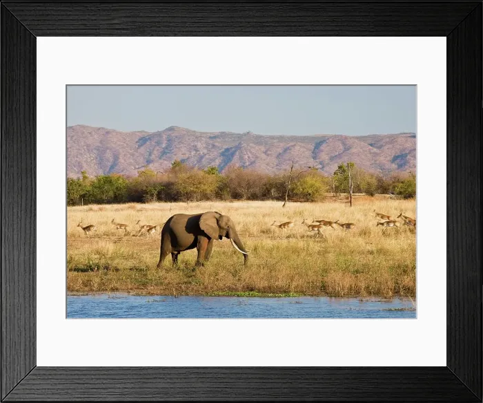 Framed Print : African Elephant Loxodonta Africana} and Impala Aepyceros malampus} Framed Print : African Elephant Loxodonta Africana} and Impala Aepyceros malampus}