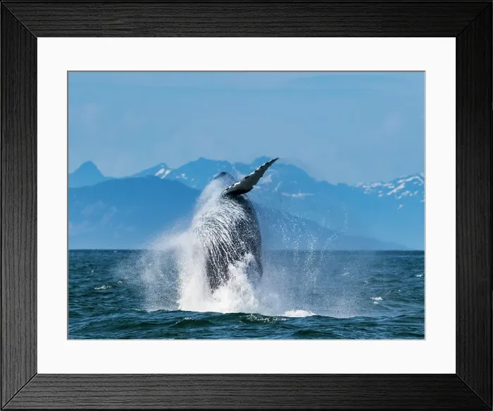 Framed Print : Alaska Breaching Whale Humpback Whale (Megaptera Novaeangliae) Framed Print : Alaska Breaching Whale Humpback Whale (Megaptera Novaeangliae)