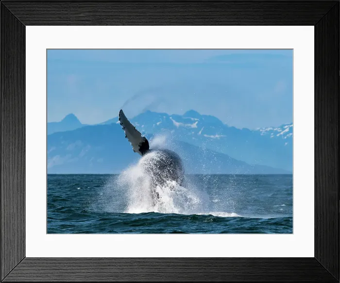 Framed Print : Alaska Breaching Whale Humpback Whale (Megaptera Novaeangliae)
