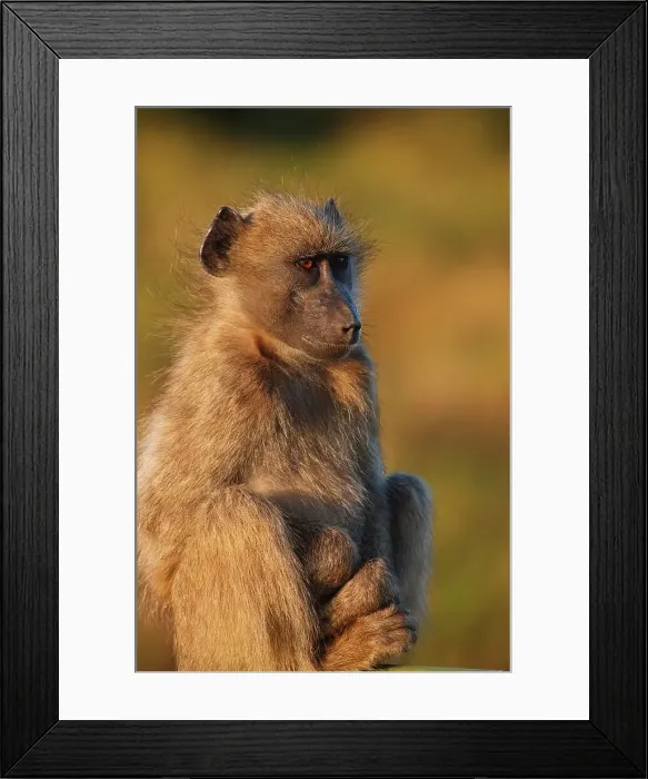 Framed Print : Chacma Baboon Papio ursinus}. Kruger National Park Framed Print : Chacma Baboon Papio ursinus}. Kruger National Park