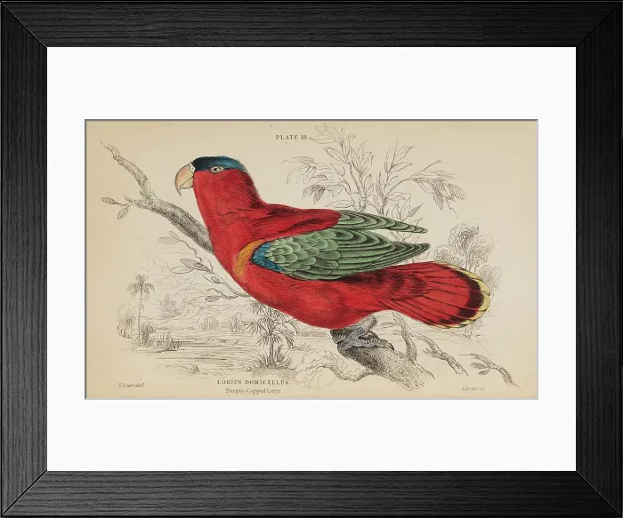 Framed Print : 1835 Antique Art Biology Bird Birds Classification Framed Print : 1835 Antique Art Biology Bird Birds Classification