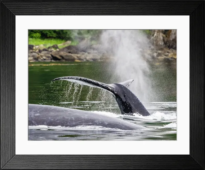 Framed Print : Alaska Fingers Humpback Whale (Megaptera Novaeangliae)