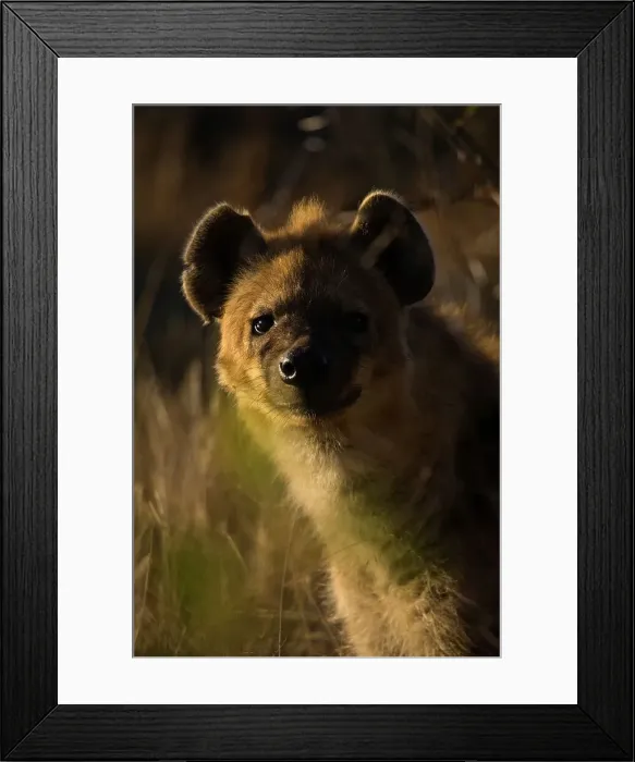 Framed Print : Spotted Hyaena (Hyena) (Crocuta crocuta) Framed Print : Spotted Hyaena (Hyena) (Crocuta crocuta)