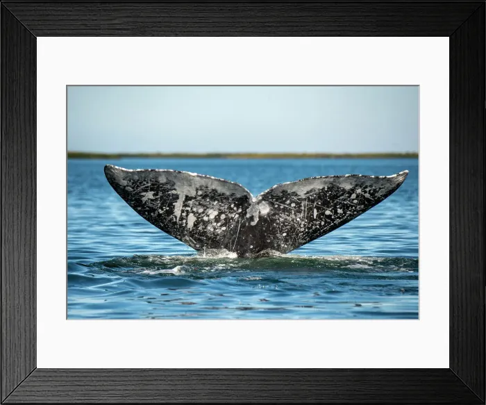 Framed Print : Gray whale tail or fluke Framed Print : Gray whale tail or fluke