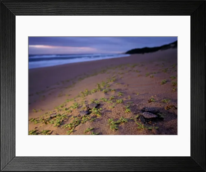 Framed Print : Loggerhead Sea Turtle (Caretta caretta) Hatchlings