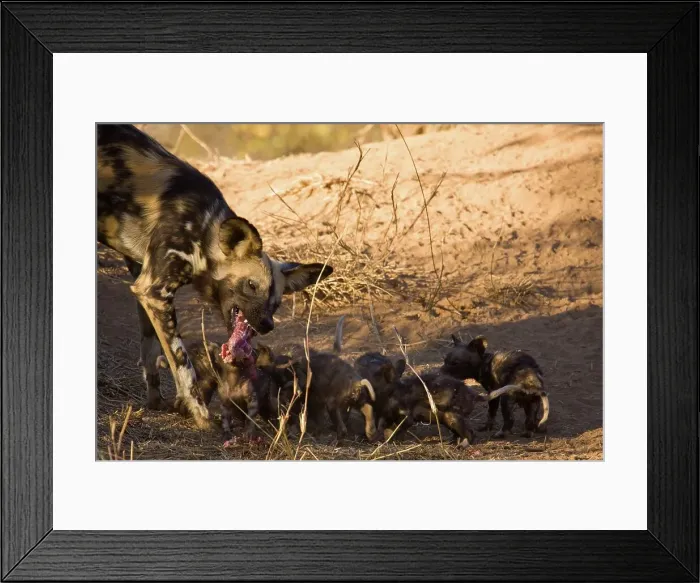 Framed Print : Wild Dog (Lycaon pictus). Hoedspruit Conservation Centre Framed Print : Wild Dog (Lycaon pictus). Hoedspruit Conservation Centre