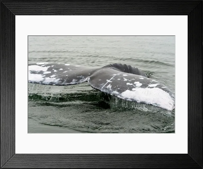 Framed Print : gray whale (Eschrichtius robustus)