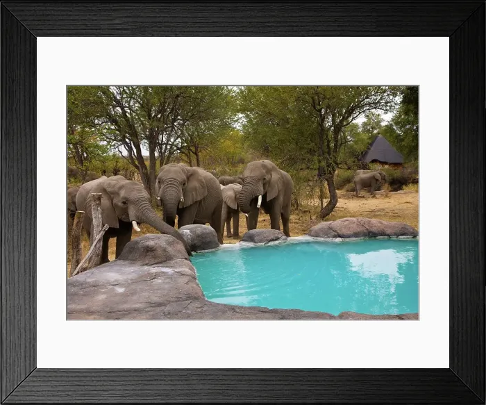 Framed Print : African Bush Elephant (Loxodonta africana) drinking at Nitani Game Reserve camp pool Framed Print : African Bush Elephant (Loxodonta africana) drinking at Nitani Game Reserve camp pool