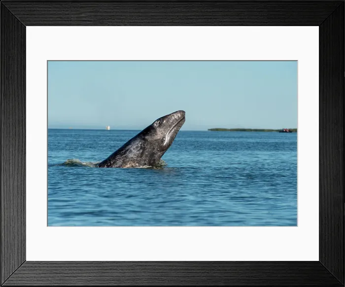 Framed Print : gray whale (Eschrichtius robustus) Framed Print : gray whale (Eschrichtius robustus)
