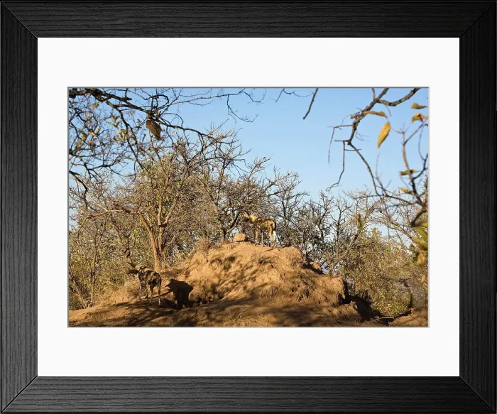 Framed Print : Wild Dog (Lycaon pictus). Hoedspruit Conservation Centre Framed Print : Wild Dog (Lycaon pictus). Hoedspruit Conservation Centre