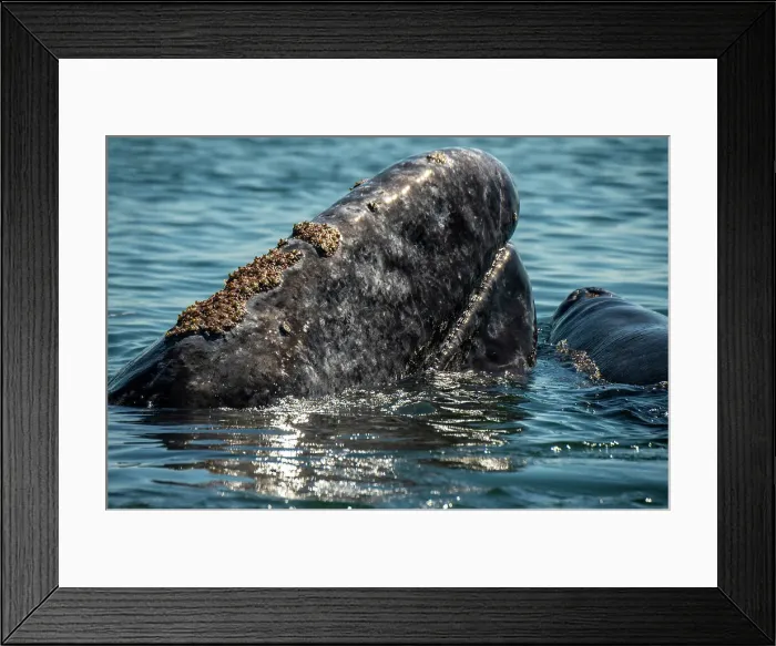 Framed Print : gray whale mom amd calf