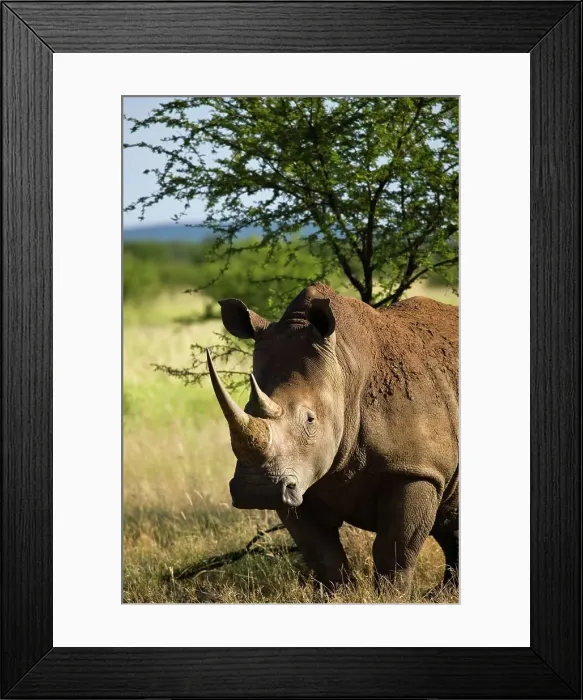 Framed Print : White Rhinoceros or Square-lipped Rhinoceros (Ceratotherium simum)