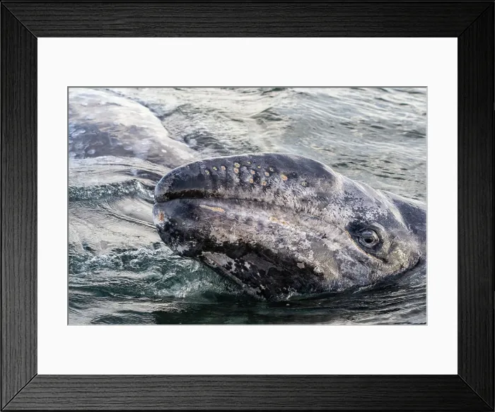 Framed Print : gray whale (Eschrichtius robustus) Framed Print : gray whale (Eschrichtius robustus)