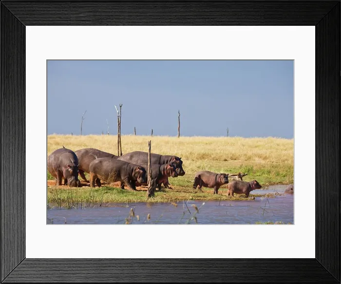 Framed Print : Hippo or Hippopotamus (Hippopotamus amphibius)