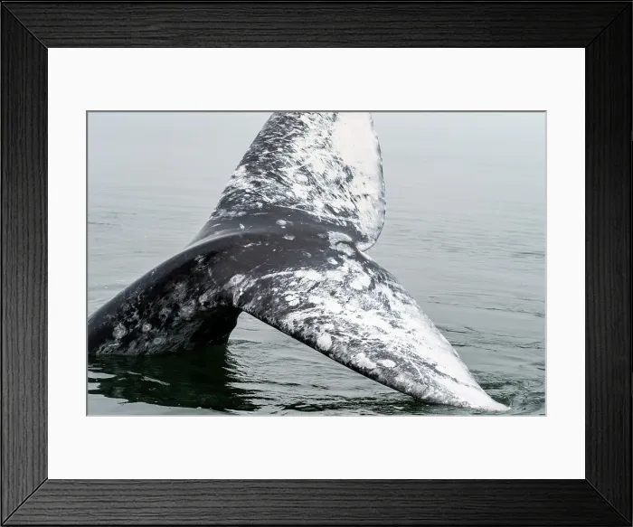 Framed Print : gray whale (Eschrichtius robustus) Framed Print : gray whale (Eschrichtius robustus)
