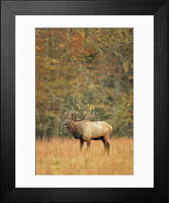 Framed Print : USA, North Carolina, Transylvania County Framed Print : USA, North Carolina, Transylvania County