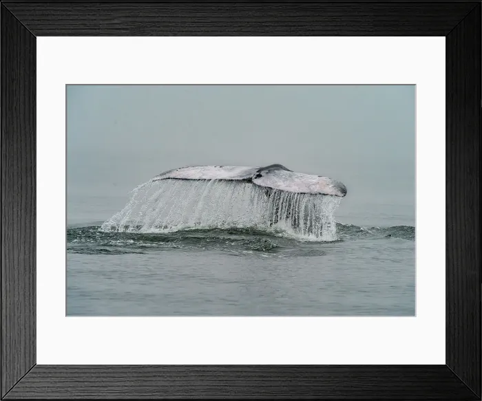 Framed Print : gray whale (Eschrichtius robustus) Framed Print : gray whale (Eschrichtius robustus)
