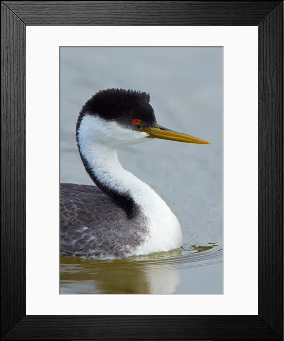 Framed Print : USA, California, Monterey Bay, Western Grebe (Aechmophorus occidentalis), close-up Framed Print : USA, California, Monterey Bay, Western Grebe (Aechmophorus occidentalis), close-up