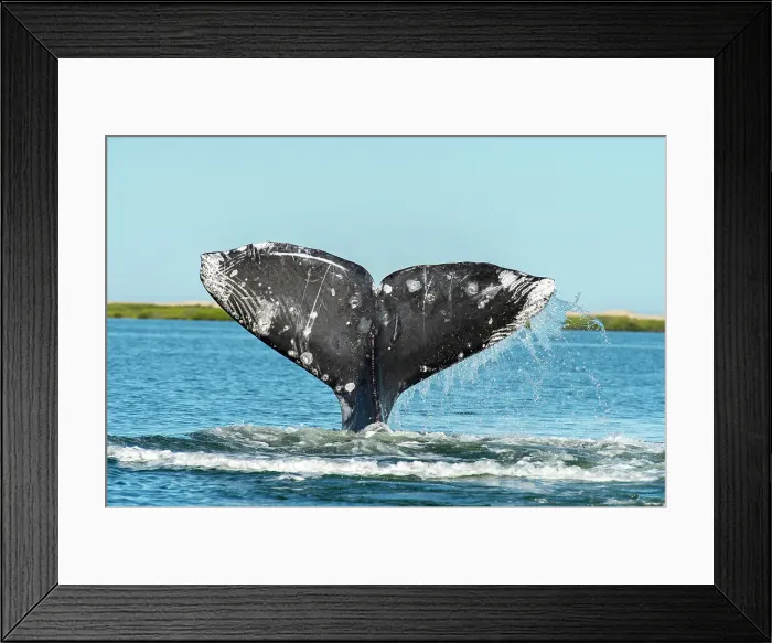 Framed Print : gray whale (Eschrichtius robustus)