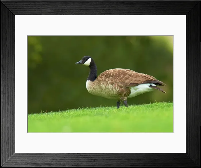 Framed Print : USA, California, Canada Goose (Branta canadensis) adult Framed Print : USA, California, Canada Goose (Branta canadensis) adult