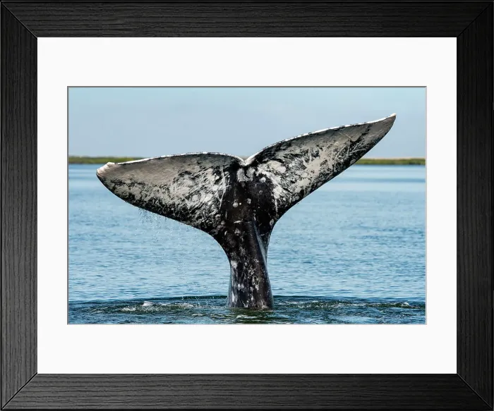 Framed Print : whale tail Framed Print : whale tail