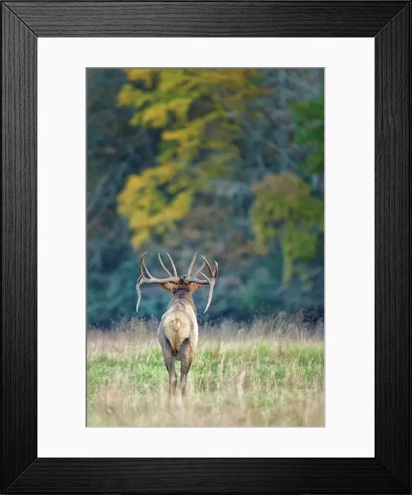 Framed Print : USA, North Carolina, Transylvania County Framed Print : USA, North Carolina, Transylvania County